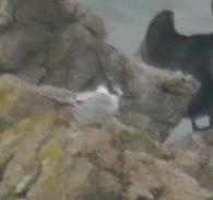 Colimbo chico y otros en Luanco