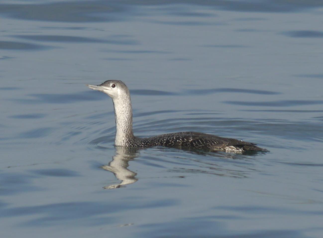 Colimbo chico y otros en Luanco
