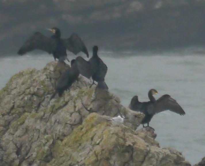 Colimbo chico y otros en Luanco