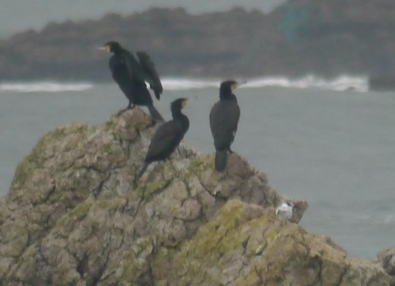Colimbo chico y otros en Luanco