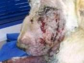 dado hachazo, mrtillazo