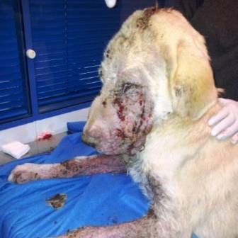 Foto: www.uprodea.org (Dos Hermanas, Sevilla)  Os adjuntamos fotos y video de Gaspar, un aviso el día de Reyes nos trajo a esta criaturita en el estado en el que veis. Es un cachorrón de mastín de unos 8 o 10 meses. Las veterinarias de la clínica Sevilla Este nos dicen que la herida de la cabeza parece haberse hecho con un martillo, hacha o cualquier otro objeto cortante y contundente. Además, tiene sarna, está desnutrido y exhausto. Por ahora está luchando y esperamos que salga adelante. Seguiremos informando de su evolución. http://www.youtube.com/watch?v=yEdGrPyA7DA&feature=share&list=UUspGoTYER4OKl5l9YyUHHJw