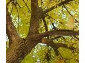 Arbol invierno