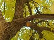 Arbol otoño