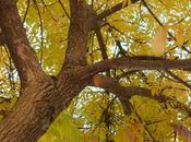 Arbol otoño