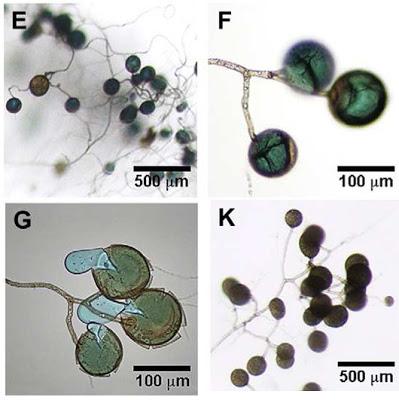 Biorremediación. Hongos que acumulan cobre.