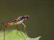 Neria cibaria (Linnaeus, 1761)