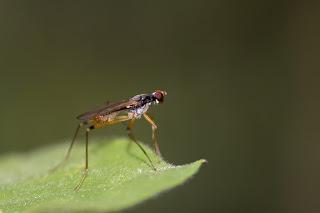 Para ampliar Neria cibaria (Linnaeus, 1761) hacer clic