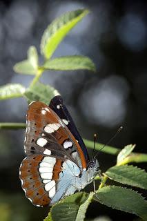 Para ampliar Limenitis reducta (Staudinger, 1901) Ninfa del bosque, de los arroyos hacer clic