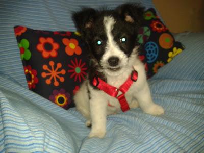 CACHORRITO DE 2 MESES cruce fox terrier, Sam en adopción. (Caceres)