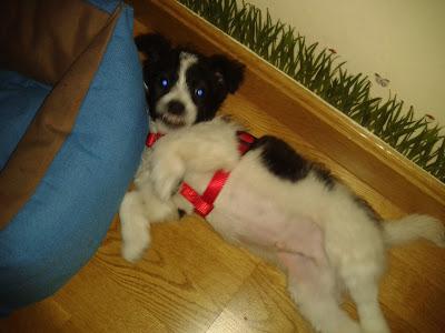 CACHORRITO DE 2 MESES cruce fox terrier, Sam en adopción. (Caceres)