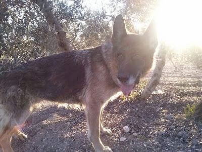 PASTORA ALEMANA VIEJECITA abandonada en un olivar, con este frío no podrá aguantar mucho. (Sevilla)