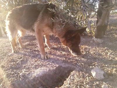 PASTORA ALEMANA VIEJECITA abandonada en un olivar, con este frío no podrá aguantar mucho. (Sevilla)