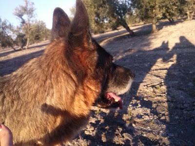 PASTORA ALEMANA VIEJECITA abandonada en un olivar, con este frío no podrá aguantar mucho. (Sevilla)