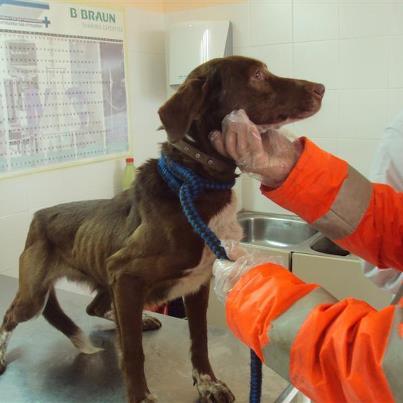 Foto: SOS MADRID ESTA ESQUELETICA Y EN LA PERRERA!!.. SE VA A MORIR!  Tierra esta totalmente esqueletica como podeis comprobar en las fotos. Hacia una semana que no la veia pero cuando la he visto hoy, casi me muero..  Por favor ruego ayuda urgente para ella,, se va a morir en la perrera,, esta escualida, y solo tiene huesos y pellejos..  SOS MADRID POR FAVOR QUE ALGUIEN LA AYUDE!!.  irina.animalessinhogar@gmail.com