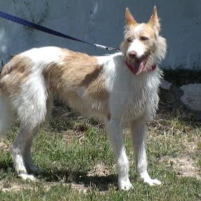 Foto: EVENTO: https://www.facebook.com/events/473773229311515/?fref=ts   More, ha conocido el ABANDONO, una CASA DE ACOGIDA y ahora LA TRISTEZA Y PENA DEL ALBERGUE, SE ESTÁ CONSUMIENDO POCO A POCO. Por favor, ACOGIDAAAA O ADOPCIÓN URGENTE, SE NOS VAAAAAAAA.   CONTACTO: CONTACTO: arienar21@gmail.com  FICHA de Nueva Vida http://nuevavida-adopciones.org/ficha/2994/.   PODENQUITA, 3 AÑOS, DULCE, CARIÑOSA, EDUCADA, ACOSTUMBRADA A ESTAR EN UNA CASA, BUSCA FAMILIA QUE LA QUIERA Y LE SAQUE DE LA DEPRESIÓN Y EL FRÍO