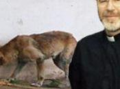 Obispo Punta Arenas afirma Dios autoriza exterminar perros abandonados