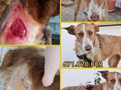 Magia atacado compañeros