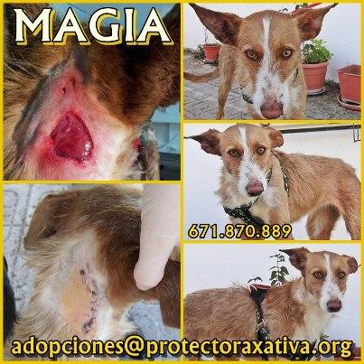 Foto: ¡S.O.S.! SATURACIÓN. Hola amigos. Ojalá pudiéramos empezar el año con noticias agradables, y por un momento, olvidarnos de nuestra alarmante situación. Desgraciadamente, tenemos que compartir con vosotros estas crudas imágenes: MAGIA, una nueva entrada del viernes, que fue atacada durante la noche por sus compañeros de jaula. Por favor amigos, sabemos que si encontráis un perro abandonado, lo primero que se os ocurre, es pensar en la protectora. Antes la SPAX podía hacerse cargo de los animales sin hogar, pero hoy, nos encontramos con más de 250 perros en un refugio que es para albergar unos 180. Ya no sabemos cómo distribuir las nuevas entradas, dónde ubicarlos para evitar lo que le ha pasado a MAGIA. NECESITAMOS CON URGENCIA CASAS DE ACOGIDA POR FAVOR. Si te encuentras un perro sin hogar, antes de cogerlo, por favor, piensa en hacernos de casa de acogida. Nuestros animales, EN ABSOLUTO son agresivos, pero tanto animal por jaula, consigue crispar sus nervios y esto provoca que se peleen y el nuevo se lleve la peor parte. MAGIA está bien, en una casa de acogida temporal, pero lo último que queremos es que vuelva a nuestro refugio. Si alguien pueda ayudarnos acogiéndola, que por favor, escriba a: adopciones@protectoraxativa.org ¿Nos ayudas a difundir su caso? Dale a COMPARTIR por favor.