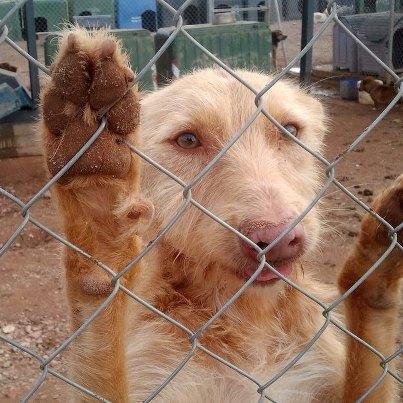 Foto: Nombre: Patitas Sexo: Macho /Esterilizado Raza: Podenco Edad: año y medio  COMPLETAMENTE RECUPERADO DE SU PATA,ESPERA ADOPCION Patitas está triste,decaido,necesita adopción,es un perro muy sociable y necesita un hogar,llego de muy cachorro a huellas y no sabe que es tener una buena casa. CONTACTO: 633278771 adopcioneshuellas@gmail.com