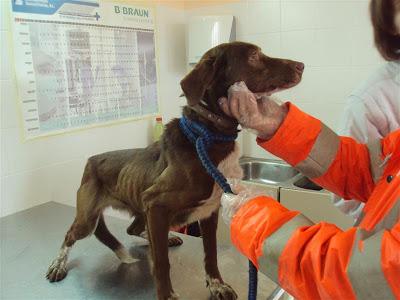 URGENTE! Tierra, esquelética en la perrera en Madrid.. SE VA A MORIR!!