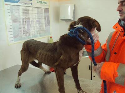 URGENTE! Tierra, esquelética en la perrera en Madrid.. SE VA A MORIR!!