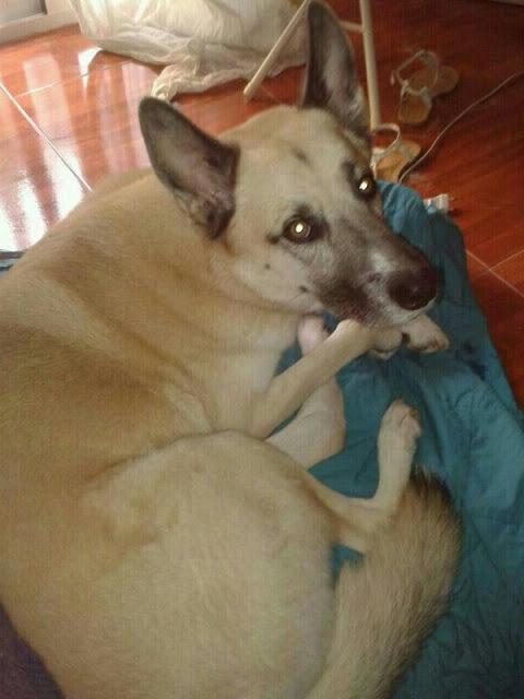 Tarzán, necesita acogida o adopción urgente.