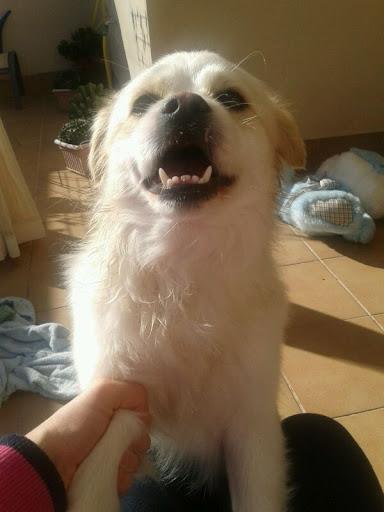 Perrito de los Reyes Magos. AYUDA!!