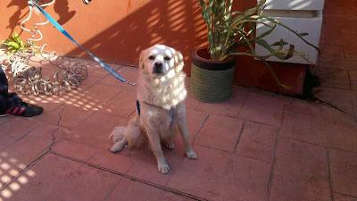 Perrito de los Reyes Magos. AYUDA!!