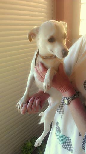 CRUCE DE CHIHUAHUA EN ADOPCIÓN.