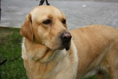 BRANDON UN LABRADOR EN ADOPCION‏.