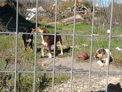 Cuatro perritos se quedan en la calle.‏