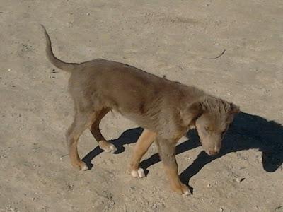 Cuatro perritos se quedan en la calle.‏
