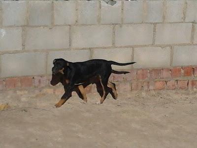 Cuatro perritos se quedan en la calle.‏