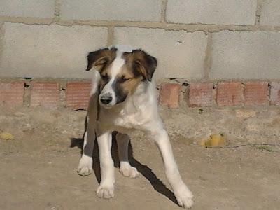 Cuatro perritos se quedan en la calle.‏