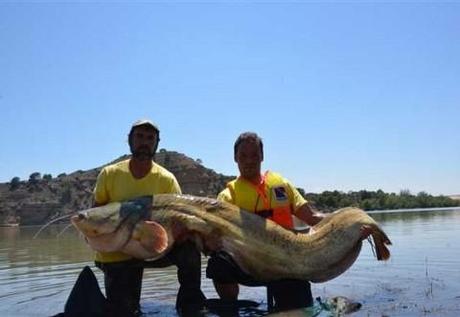 CAMPEONATO DEL MUNDO DE PESCA DEL SILURO 2012 480x331 WORLD CATFISH CLASSIC 2013 CHIPRANA