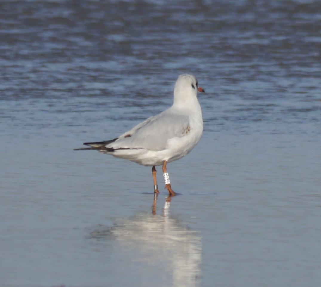 Gaviota reidora polaca