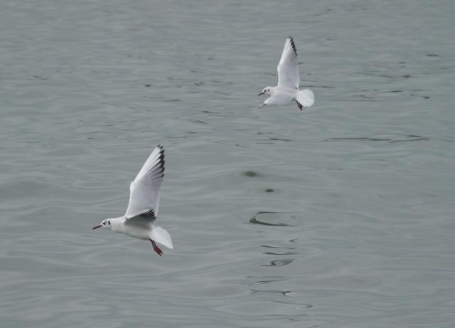 Gaviota reidora polaca