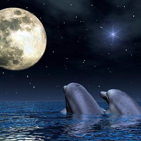 foto amor delfines