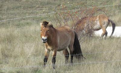 Los caballos Przewalski nueva familia en la Reserva de San Cebrián