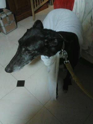 MORA, galga 5 años recogida de un cazador. (Toledo)