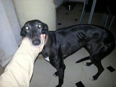 MORA, galga 5 años recogida de un cazador. (Toledo)