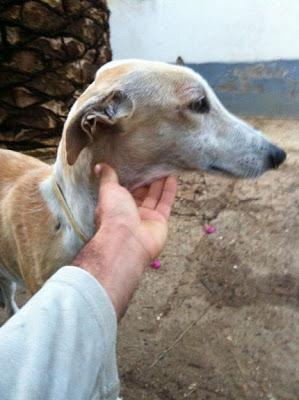 GALGO MUY DELGADO, POR FAVOR AYUDA PARA EL!