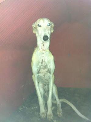 GALGO MUY DELGADO, POR FAVOR AYUDA PARA EL!