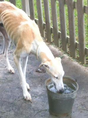 GALGO MUY DELGADO, POR FAVOR AYUDA PARA EL!