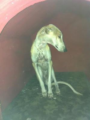 GALGO MUY DELGADO, POR FAVOR AYUDA PARA EL!