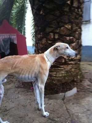 GALGO MUY DELGADO, POR FAVOR AYUDA PARA EL!