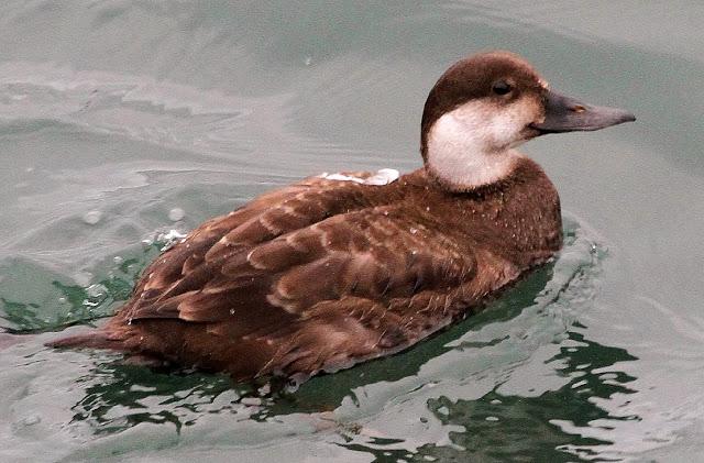 TRES ESPECIALIDADES NORTEÑAS