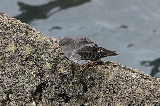 TRES ESPECIALIDADES NORTEÑAS