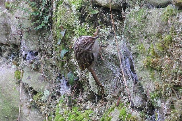 TRES ESPECIALIDADES NORTEÑAS